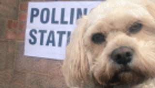 بالصور.. الكلاب حاضرة في استفتاء بريطانيا رغم منعها من دخول اللجان