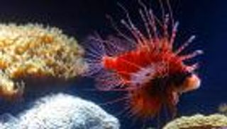 أسماك "التنين" السامة تهدد البحر المتوسط