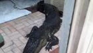 تمساح يحل ضيفًا على منزل  !!