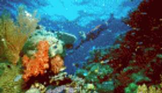 خوفا على السياحة.. أستراليا تحذف إشارة سلبية بأحد تقارير اليونسكو