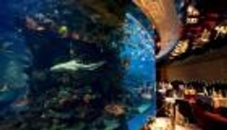 "أكواريوم" برج العرب ينافس بـ3 آلاف سمكة مدللة على جائزة عالمية