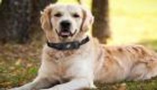 المحمول يقيك فقدان حيواناتك الأليفة .. بهذه الطريقة