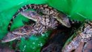 الصين تصادر 399 من صغار التماسيح 