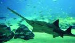 إنفوجراف.. الإمارات تمنع صيد أنواع من أسماك القرش