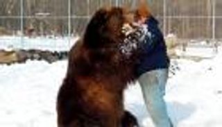 فيديو مذهل .. 13 مليون مشاهدة لـ"دبّ" يعانق رجلا