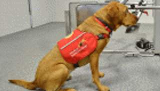 الكلاب.. أحدث وسيلة لاكتشاف مرضى الملاريا