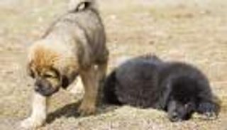 الصين تفتتح أضخم مصانع استنساخ الحيوانات قريبًا