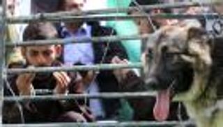 ارتفاع حوادث تعذيب الأسرى الفلسطينيين 200% خلال 2015