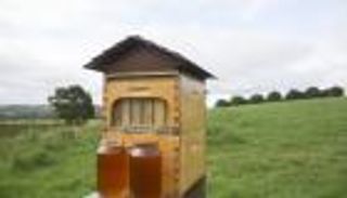 مزارع إيطالي يرصد مكافأة لمن يعيد نحله المسروق