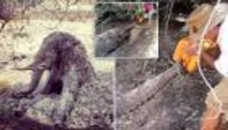 فيديو مؤثر.. سكان قرية يتعاونون لإنقاذ فيل محاصر في الوحل