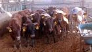 أسواق الأضاحي في فلسطين