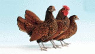 الأردنيون يلتهمون 6 ملايين دجاجة أول أسبوع في رمضان