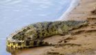 إنفوجراف.. 10 معلومات عن "محمية دبي للتماسيح" الأولى في الخليج