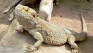 اكتشاف حفرية لسحلية عمرها 99 مليون عام