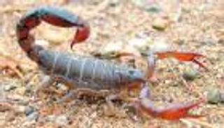 صائد العقارب الجزائري.. مهنة بطعم "السم"