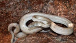 العثور على فصيلة جديدة من ثعبان البواء المفضض في جزر البهاما