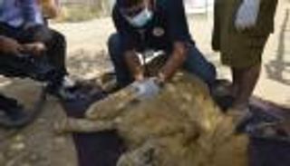 سخرية فلسطينية لسماح إسرائيل بنقل حيوانات من غزة