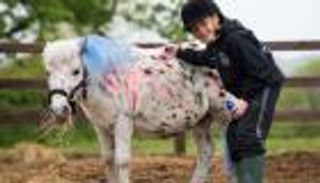 طلاء الخيول للعلاج النفسي.. ما بين التأييد والمعارضة