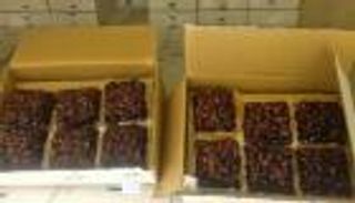  توزيع التمور الرمضانية الإماراتية في تايلاند 