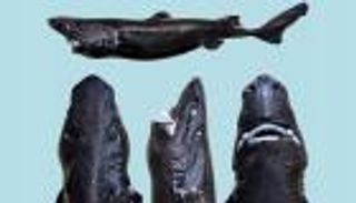 اكتشاف أغرب سمكة قرش تضيء في الظلام