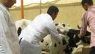 الجزائر تواجه 