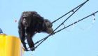 بالفيديو.. "تشاتشا" تهرب من حديقة حيوان يابانية