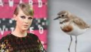 اتهام تيلور سويفت بتعريض طيور نادرة للخطر