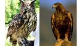 بالصور.. أخطر 10 طيور في العالم.. تأكل القرد وتخيف الأسد