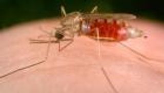 3 مليارات جنيه إسترليني للقضاء على الملاريا خلال 5 سنوات