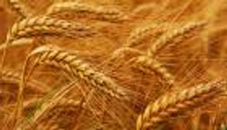 السلع التموينية المصرية: لا قرار نهائيًّا برفض القمح الفرنسي