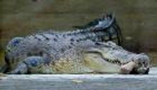 "لص" يهرب من الشرطة إلى فكي تمساح قاتل