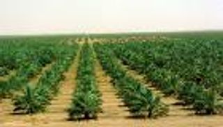 إعلان جائزة خليفة للنخيل والابتكار الزراعي 15 مارس