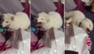 بالفيديو .. 29 مليون مشاهدة لثعلب بضحكة "فريدة"