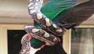 بالصور.. أفعى ضخمة تبتلع ببغاءً كبيرًا