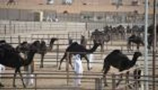 مهرجان الظفرة لمزاينة الإبل.. بوابة الهوية والتراث الإماراتي