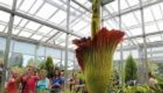 يحدث فقط كل مائة عام.. زهرة "الجثة" تتفتح في أستراليا