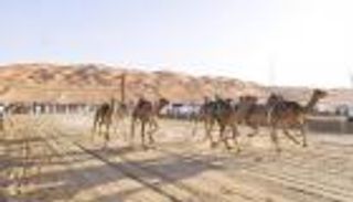 سباقات الهجن والخيول العربية تنطلق الثلاثاء ضمن منافسات مهرجان ليوا الدولي