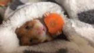 فيديو: هامستر يتناول جزرة تحت غطاء النوم