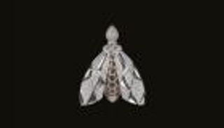 أبوظبي تغزو "جينيس" للمرة الثانية في أسبوع بزجاجة عطر