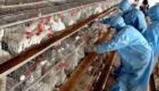 6 إصابات بإنفلونزا الطيور بالعراق لأول مرة منذ 10 سنوات