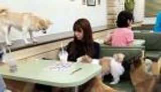 بالصور.. "مقهى الكلاب" لعشاقها الراغبين في تبنيها