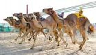 مهرجان قصر الحصن لسباقات الهجن ينطلق السبت في سويحان