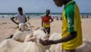 بالصور.. شواطئ السنغال منتجع للأغنام والخيول مرة أسبوعيا