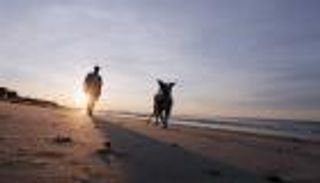 "رخصة قيادة" للكلاب بشروط