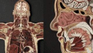 بالصور: أعمال فنية ترسم جسد الإنسان بلف الورق