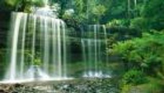 أستراليا تتخلى عن حملة لقطع الأشجار في منطقة للتراث