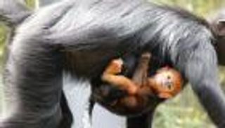 صور .. ولادة قرد نادر في سيدني