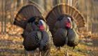 أمريكا تعدم 39 ألف ديك رومي بسبب إنفلونزا الطيور