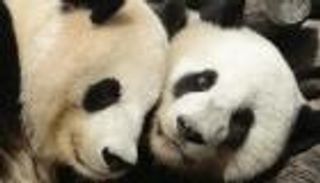 مولد حيوان باندا عملاق في فيينا