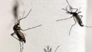 توصيات أمريكية للمصابين بفيروس زيكا بتأجيل الحمل